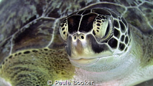 Green Sea Turtle Portrait by Paula Booker 